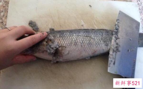 如何洗掉黑鱼的粘液 先刮鱼鳞(再蘸生粉-最后用水冲洗干净)