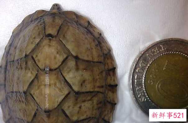 红脸蛋龟是深水龟吗？不会 脸上都是红花纹(水质差)