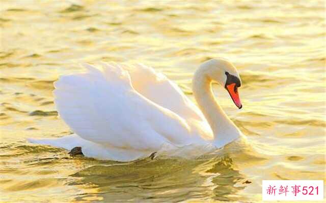 哪些动物对爱情最忠诚？哪些天鹅上榜了？狼忠于它们的家庭