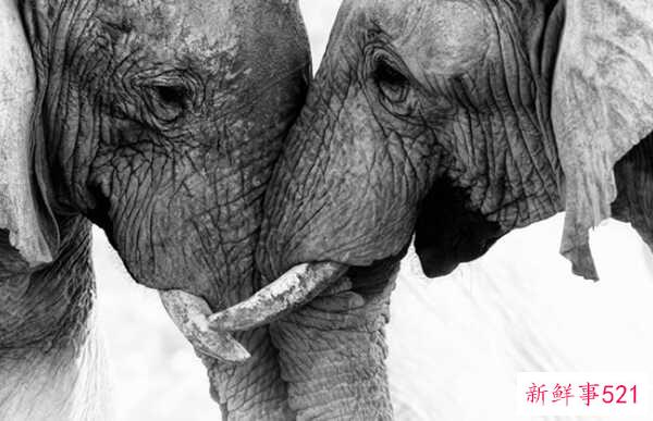 偷猎的十大危害 每15分钟非法猎杀一头大象(20年灭绝)