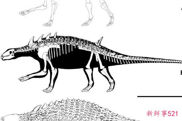 白垩纪Nodulosauridae-匈牙利龙有五对尖刺(4米长)