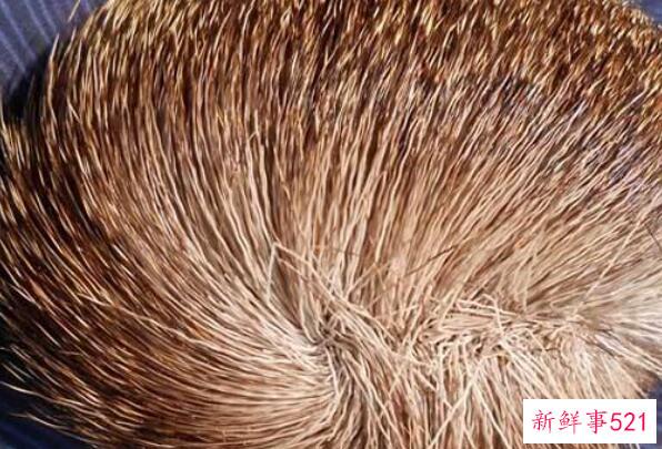 山药不能和哪些食物一起吃？吃山药要注意什么？