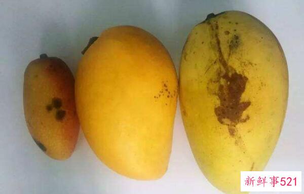 芒果黑点还能吃吗？小黑点最好(大黑点芒果致癌)