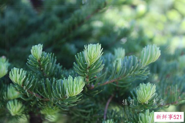 美国西雅图雷尼尔雪山「西雅图雷尼尔雪山火山踏花行」