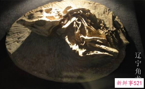 辽宁角鼻龙-已知最早的新角鼻龙(1米长-1.25亿年前)