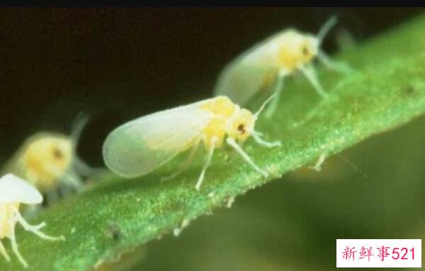 百合莲子粥禁忌 少饮-咳嗽、大便干燥的经期女性禁食