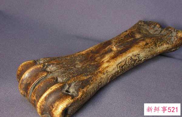 偷猎的十大危害 每15分钟非法猎杀一头大象(20年灭绝)