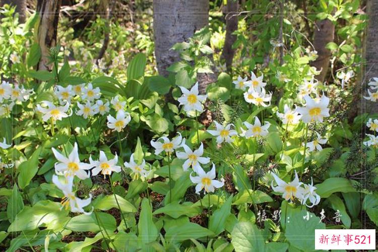 美国西雅图雷尼尔雪山「西雅图雷尼尔雪山火山踏花行」