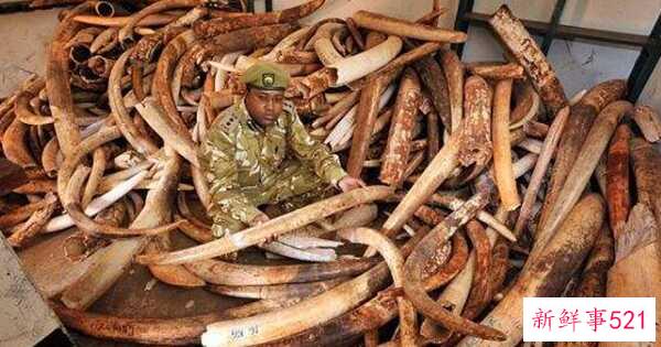 偷猎的十大危害 每15分钟非法猎杀一头大象(20年灭绝)