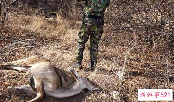 偷猎的十大危害 每15分钟非法猎杀一头大象(20年灭绝)