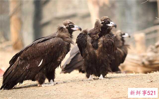 哪些动物对爱情最忠诚？哪些天鹅上榜了？狼忠于它们的家庭