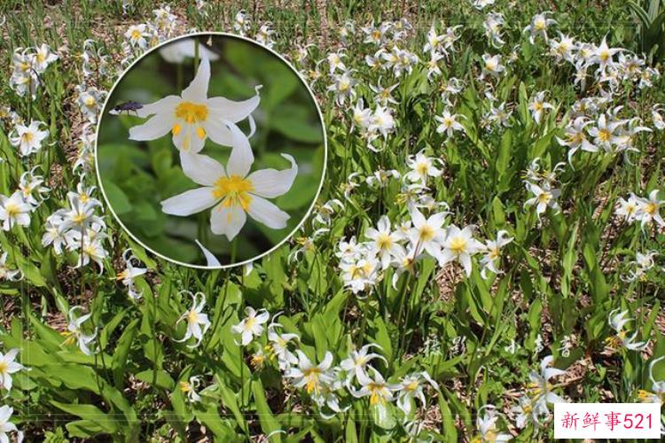 美国西雅图雷尼尔雪山「西雅图雷尼尔雪山火山踏花行」