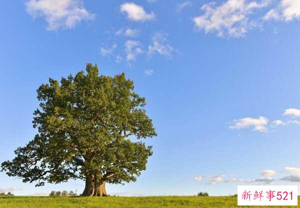 橡树象征着什么意义？橡树的十大外形特征和作用