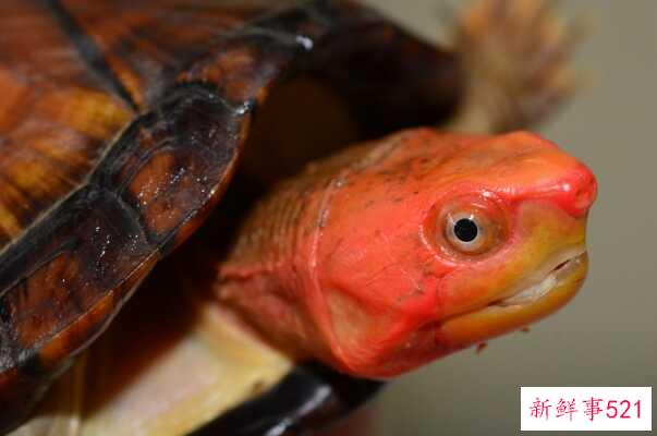 红脸蛋龟是深水龟吗？不会 脸上都是红花纹(水质差)