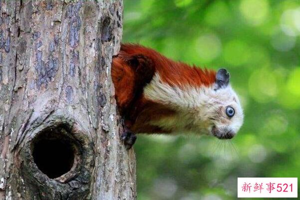 郝汉鸟是什么动物？为什么飞鼠被称为郝汉鸟(有飞膜的飞鼠)