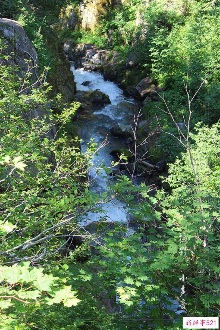 美国西雅图雷尼尔雪山「西雅图雷尼尔雪山火山踏花行」