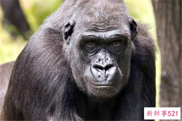 中国神和神仙哪个更厉害？上帝的地位更高(上帝赋予他神力和长寿)