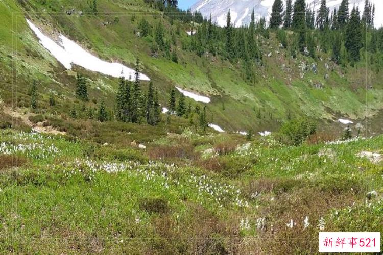 美国西雅图雷尼尔雪山「西雅图雷尼尔雪山火山踏花行」