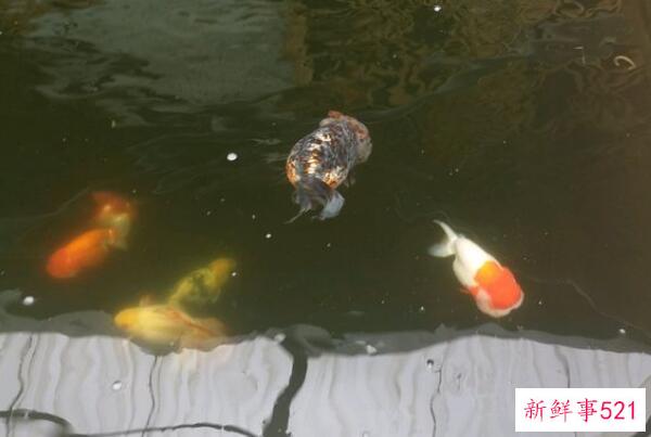 如来和玉帝谁更大？玉帝真的怕如来吗(真相令人惊讶)