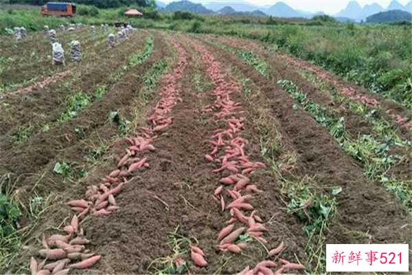 瓜子壳是餐厨垃圾吗？瓜子壳可以当枕头材料吗？