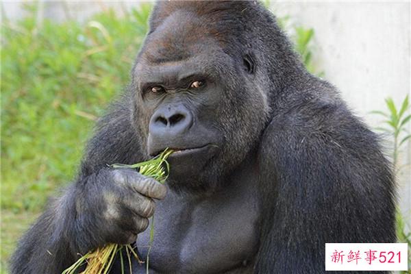 中国神和神仙哪个更厉害？上帝的地位更高(上帝赋予他神力和长寿)