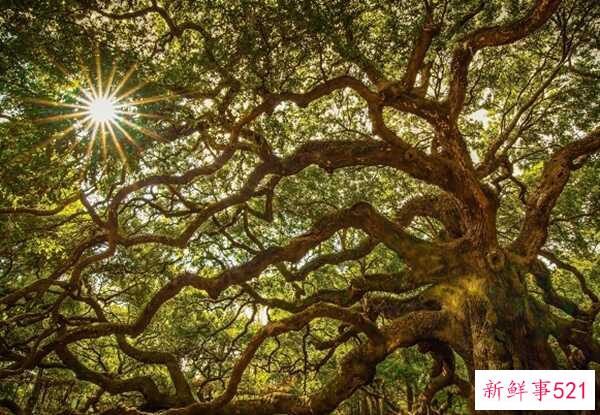 橡树象征着什么意义？橡树的十大外形特征和作用