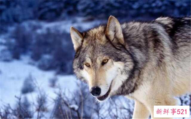 哪些动物对爱情最忠诚？哪些天鹅上榜了？狼忠于它们的家庭