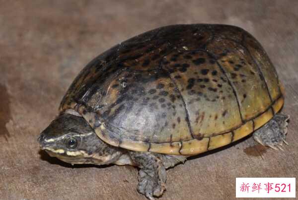 红脸蛋龟是深水龟吗？不会 脸上都是红花纹(水质差)