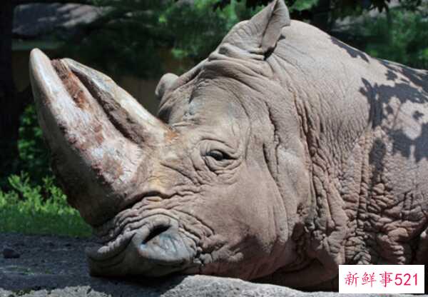 偷猎的十大危害 每15分钟非法猎杀一头大象(20年灭绝)