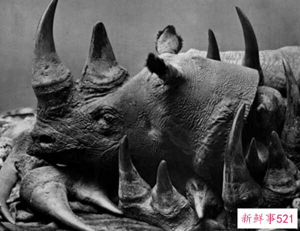 偷猎的十大危害 每15分钟非法猎杀一头大象(20年灭绝)