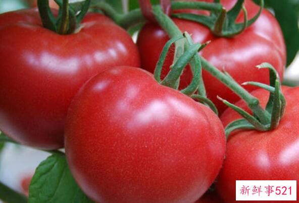 西红柿为什么不能放冰箱？容易腐烂 香气流失严重