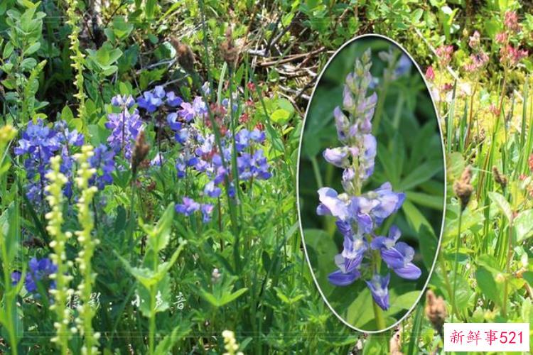 美国西雅图雷尼尔雪山「西雅图雷尼尔雪山火山踏花行」