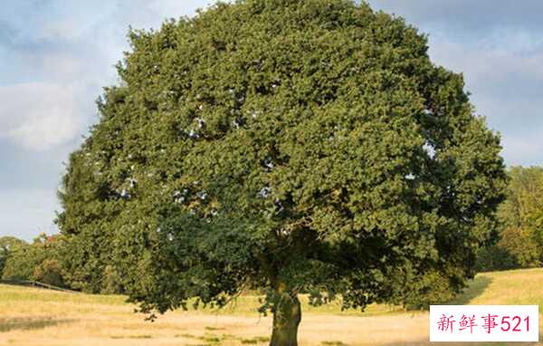 橡树象征着什么意义？橡树的十大外形特征和作用