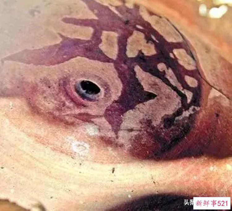 泉州小矮人墓，福建发现1米矮人墓