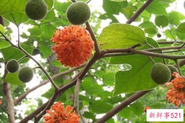 如何巧妙杀死构树？用农药灌根 扎根 烧树皮