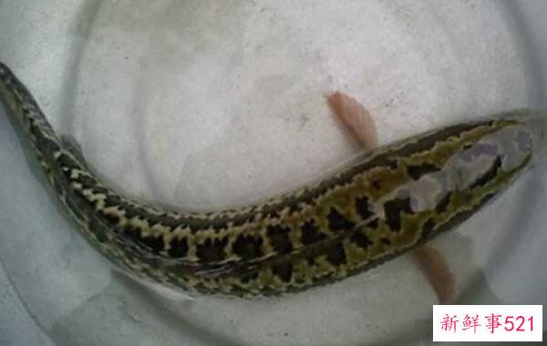 如何洗掉黑鱼的粘液 先刮鱼鳞(再蘸生粉-最后用水冲洗干净)