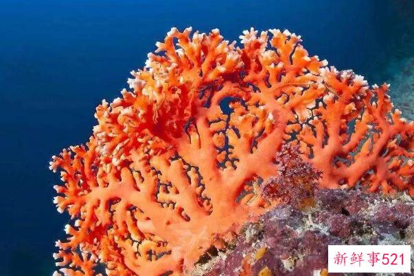 珊瑚是动物还是植物？动物、无脊椎结构(通常用于进食和排泄)