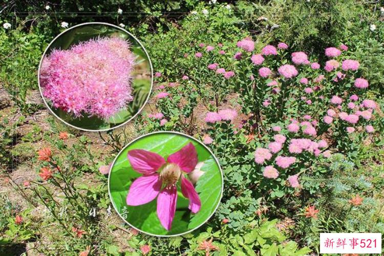 美国西雅图雷尼尔雪山「西雅图雷尼尔雪山火山踏花行」