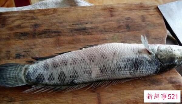 如何洗掉黑鱼的粘液 先刮鱼鳞(再蘸生粉-最后用水冲洗干净)