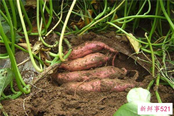 瓜子壳是餐厨垃圾吗？瓜子壳可以当枕头材料吗？