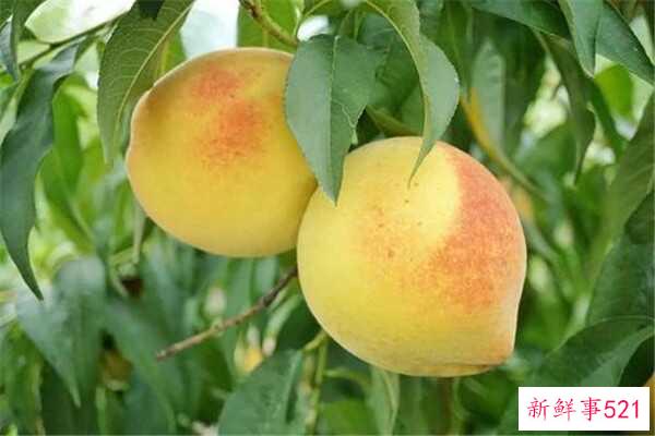 酥桃和软桃的区别是外观、大小、口感不同