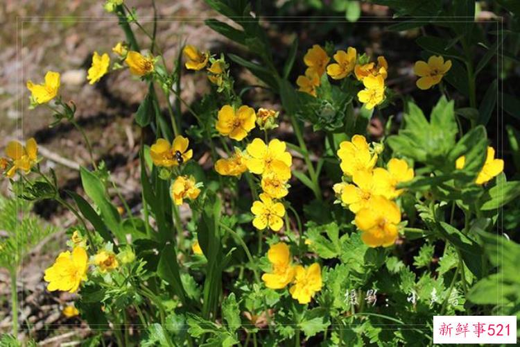 美国西雅图雷尼尔雪山「西雅图雷尼尔雪山火山踏花行」