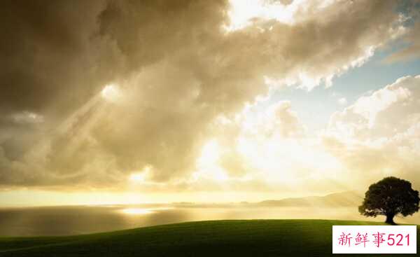 橡树象征着什么意义？橡树的十大外形特征和作用