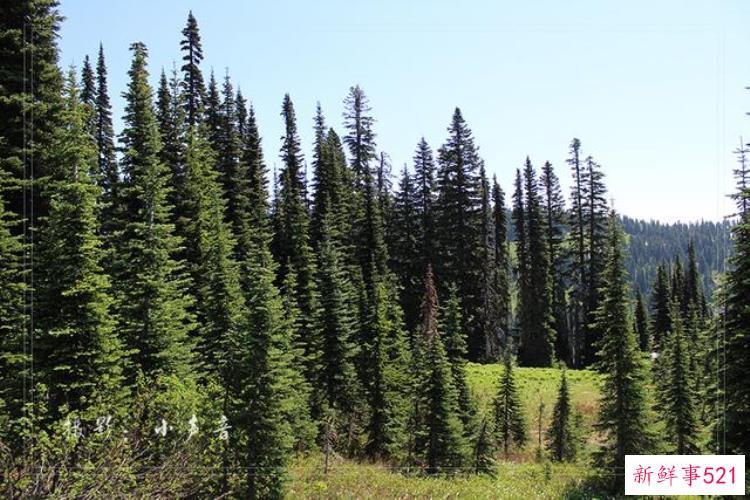 美国西雅图雷尼尔雪山「西雅图雷尼尔雪山火山踏花行」