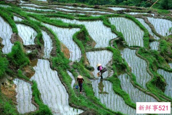 如何巧妙杀死构树？用农药灌根 扎根 烧树皮