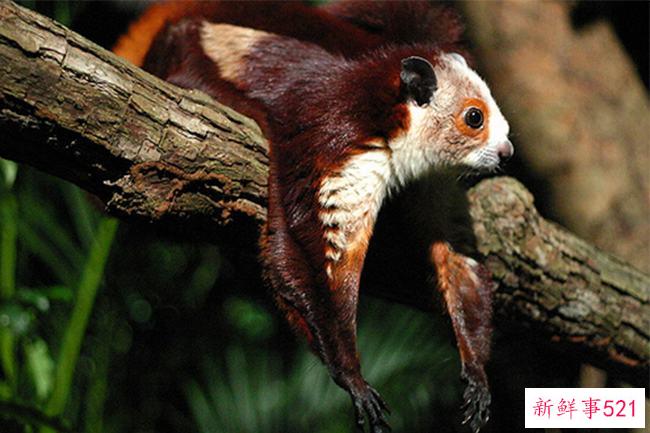 郝汉鸟是什么动物？为什么飞鼠被称为郝汉鸟(有飞膜的飞鼠)