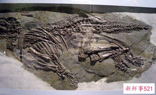 辽宁角鼻龙-已知最早的新角鼻龙(1米长-1.25亿年前)