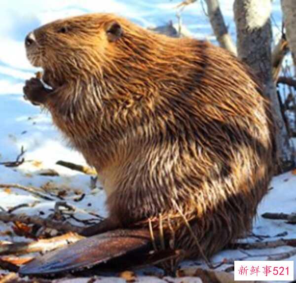 垃圾食品的危害有哪些？吃垃圾食品的危害10条