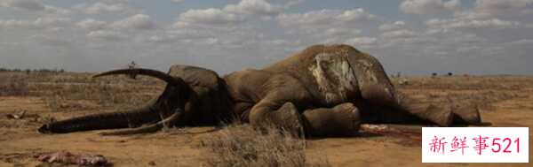 偷猎的十大危害 每15分钟非法猎杀一头大象(20年灭绝)