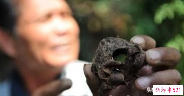 泉州小矮人墓，福建发现1米矮人墓